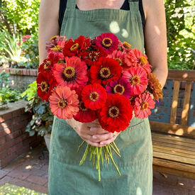 Berry Tart Mix, Zinnia Seeds
